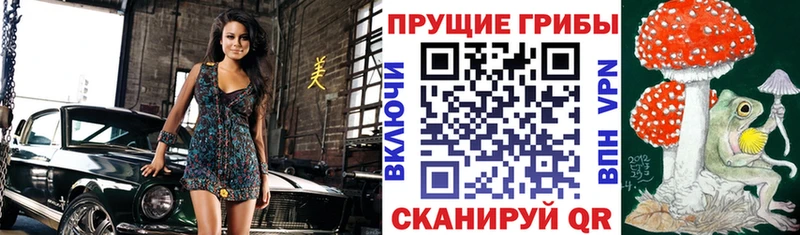 Псилоцибиновые грибы Psilocybine cubensis  Волгореченск 